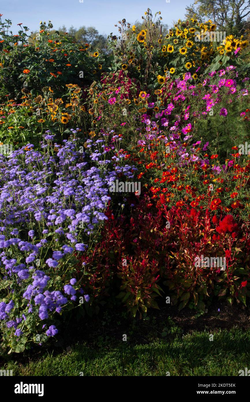 I primi anni d'autunno coloratissimi Garden boarders nel giardino inglese Foto Stock