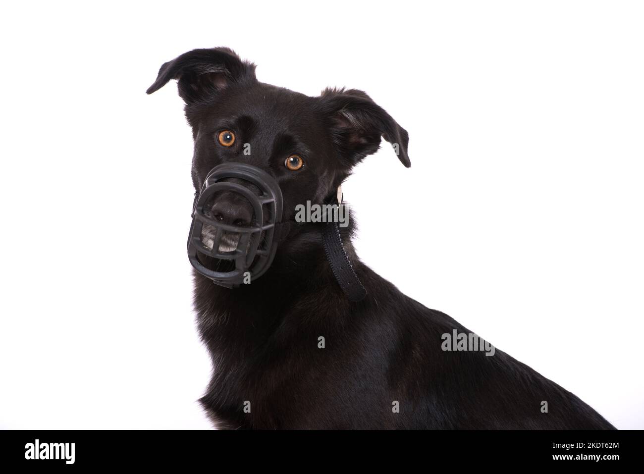 Cane di razza mista con museruola Foto Stock