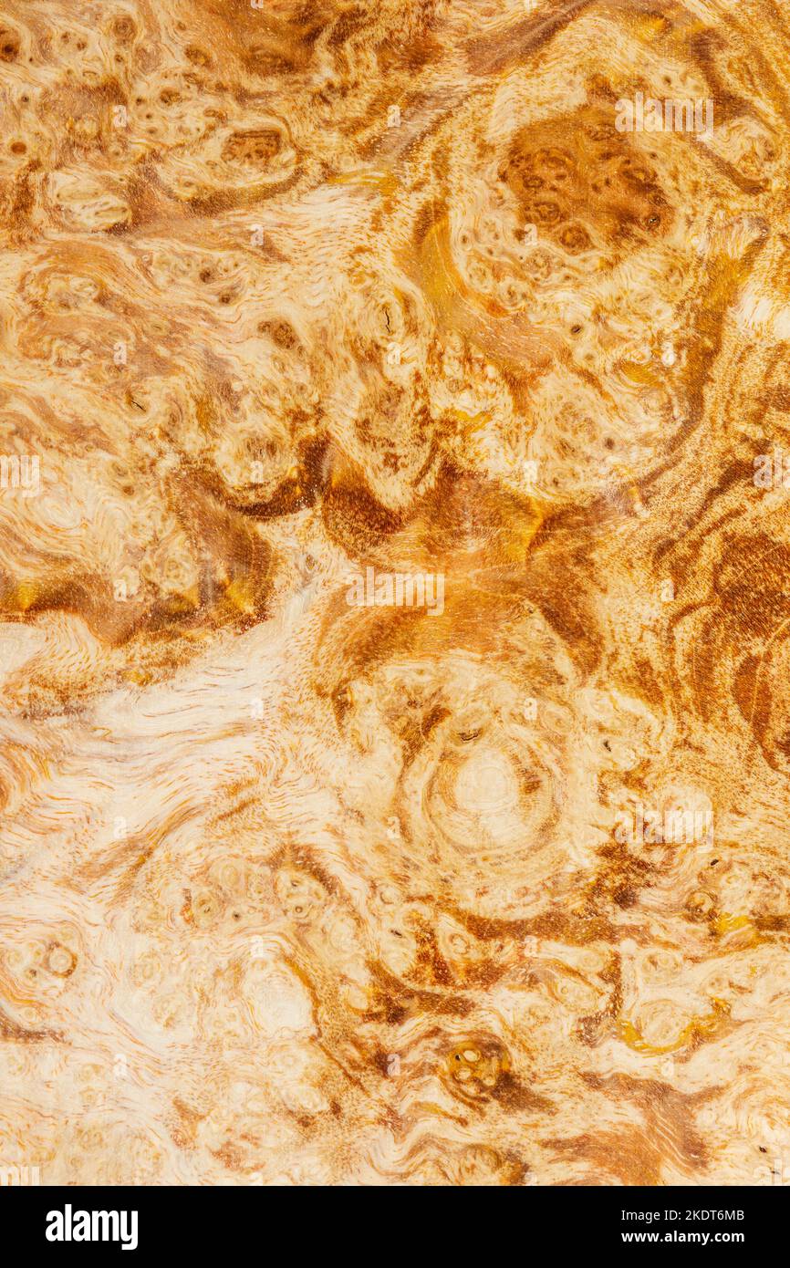 Macro fotografia di un blocco di legno stabilizzato con una tinta di colore, la texture di un legno decorativo Acer, aceri, legno naturale motivo, legno naturale tex Foto Stock