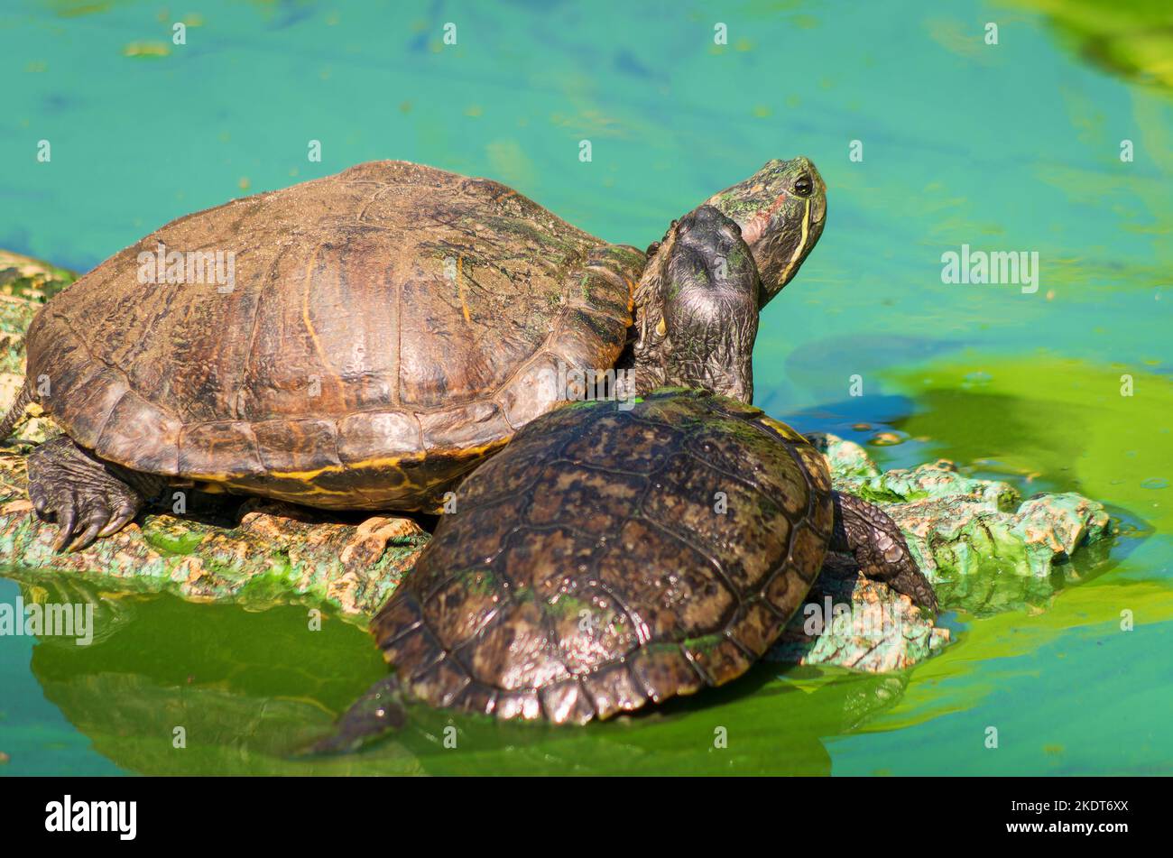 Tortue de Floride (Trachemys scripta elegans) et Tortue à cou caché d'Afrique (Pelomedusa subrufa) Foto Stock