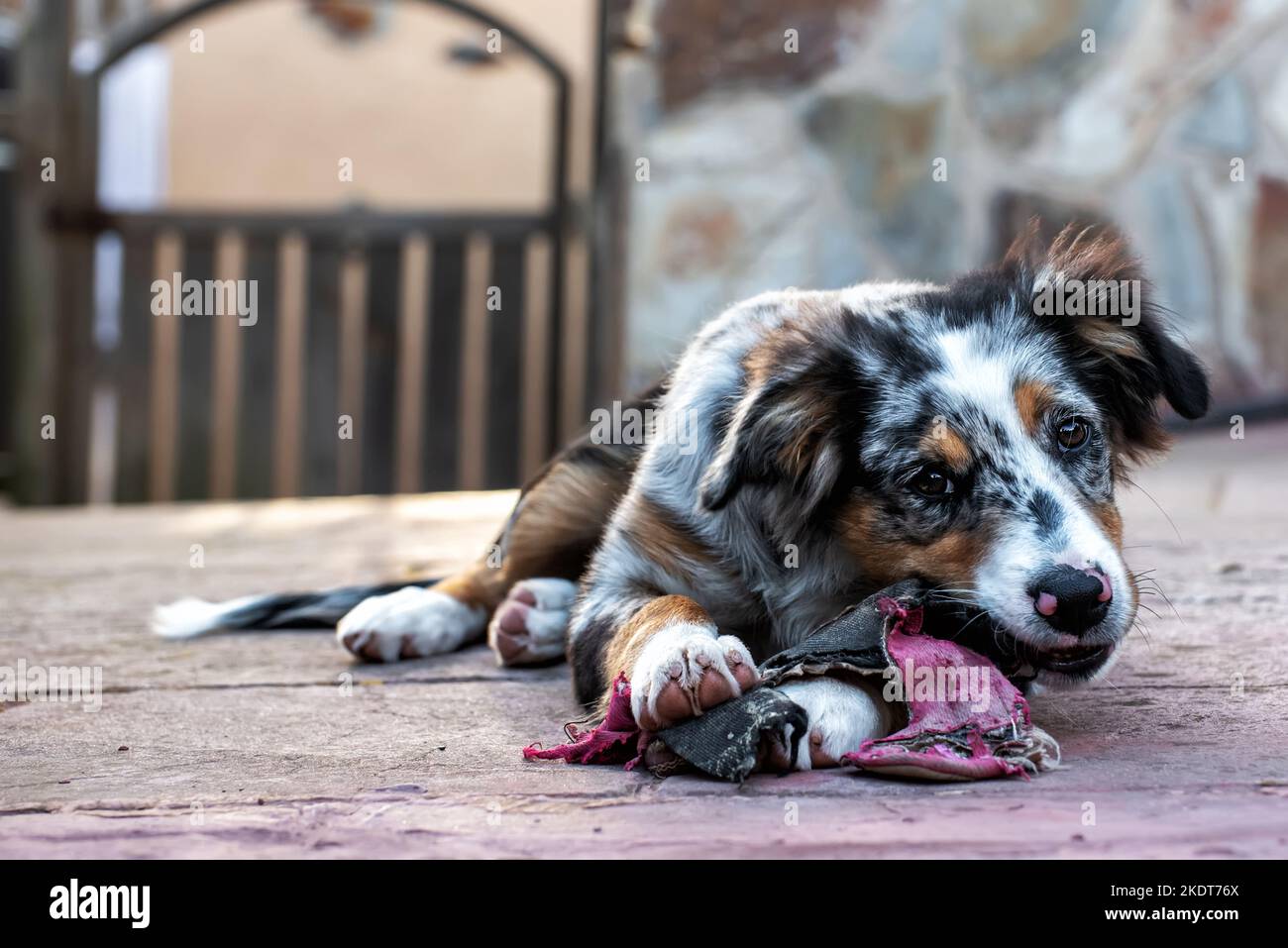 Ritratto di un cucciolo di pastore australiano che si mordicchiava su un slipper. Foto Stock