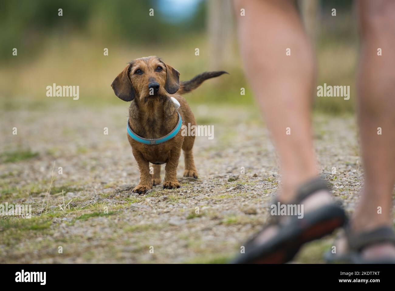 Dachshund guarda al suo proprietario Foto Stock