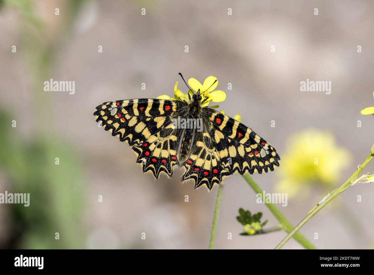 Festoon spagnolo - Zerynthia rumina (Linnaeus, 1758) - farfalla a Carissa Aurelia, Andalusia, Spagna. Aprile 2021 Foto Stock