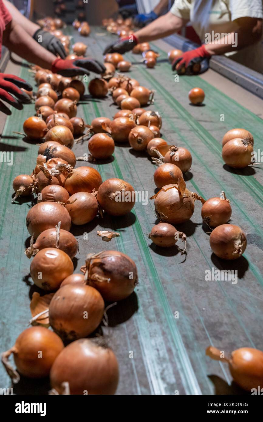 Persone che lavorano alla linea di smistamento ONION nello stabilimento di Packing House. Cipolle appena raccolte che si muovono lungo il nastro trasportatore. Foto Stock