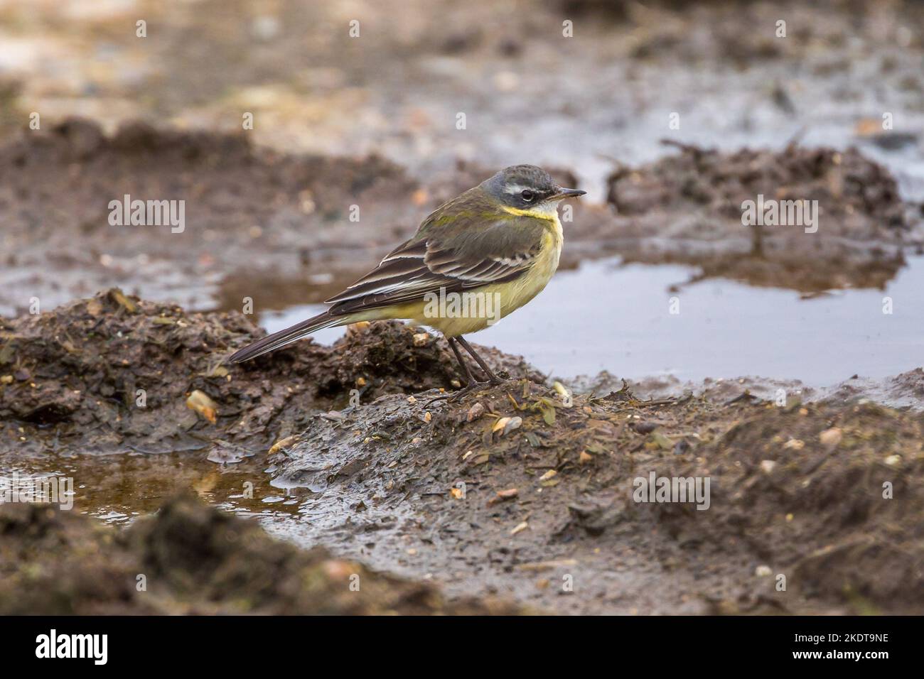 Alaskan Yellow Wagtail (Motacilla t. tschutschensis) - uccello vagante a Sedgeford, Norfolk, Regno Unito nel gennaio 2020 Foto Stock
