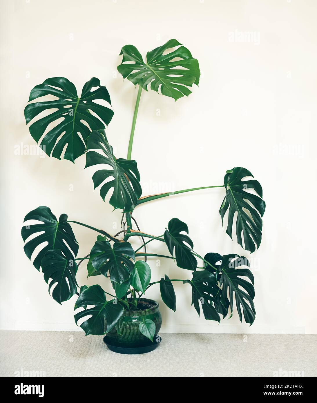 Monstera deliziosa pianta grande su sfondo chiaro in un vaso di fiori verdi Foto Stock