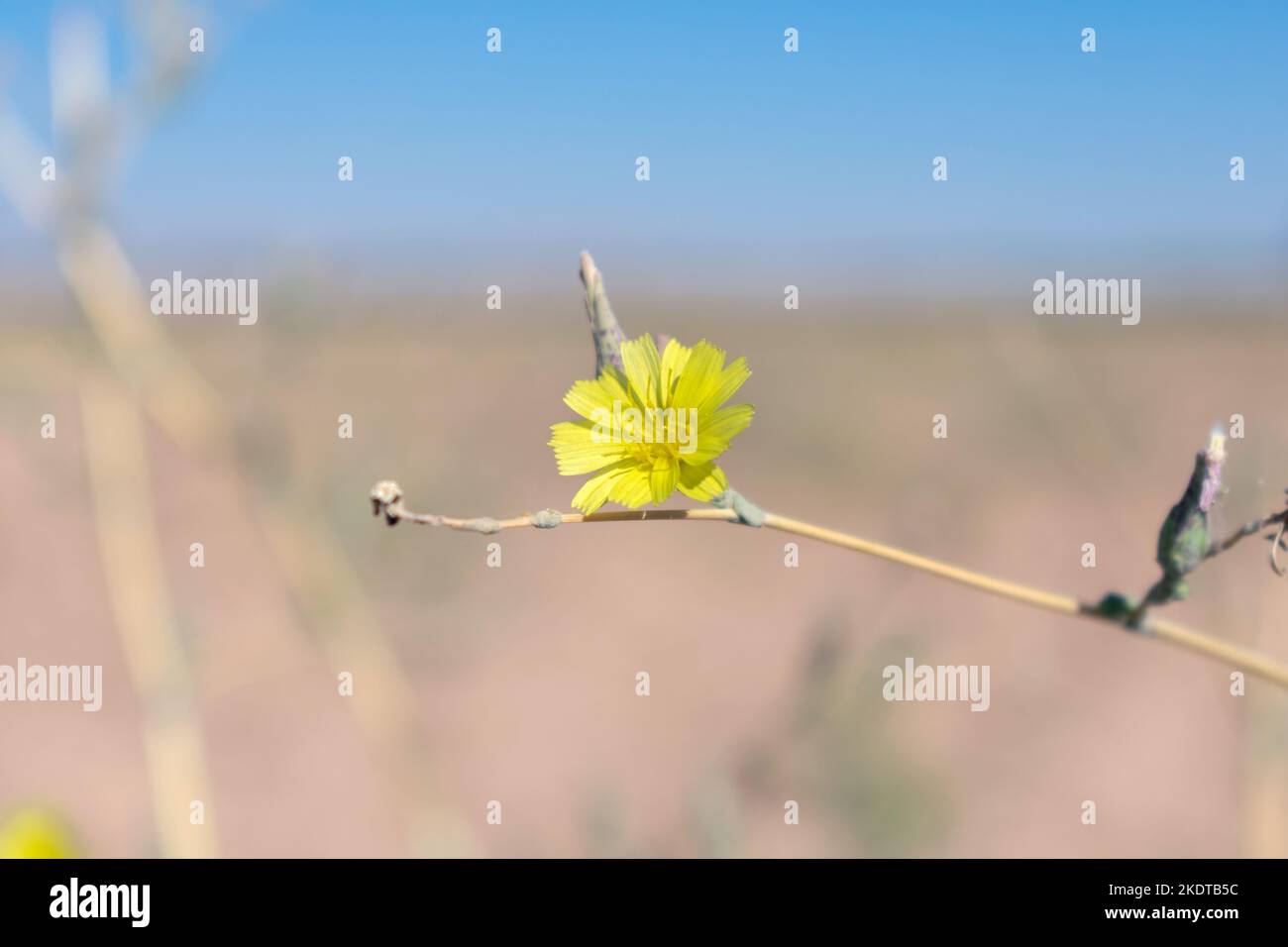 Un fiore giallo su uno sfondo blu cielo Foto Stock