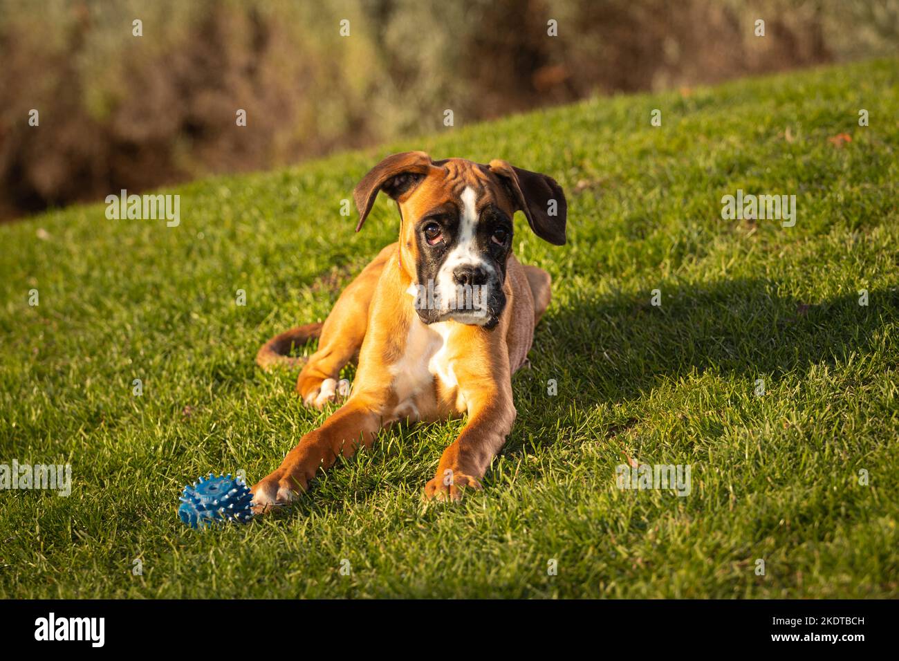 Bel cane Boxer seduto in erba colorata autunno. Foto Stock