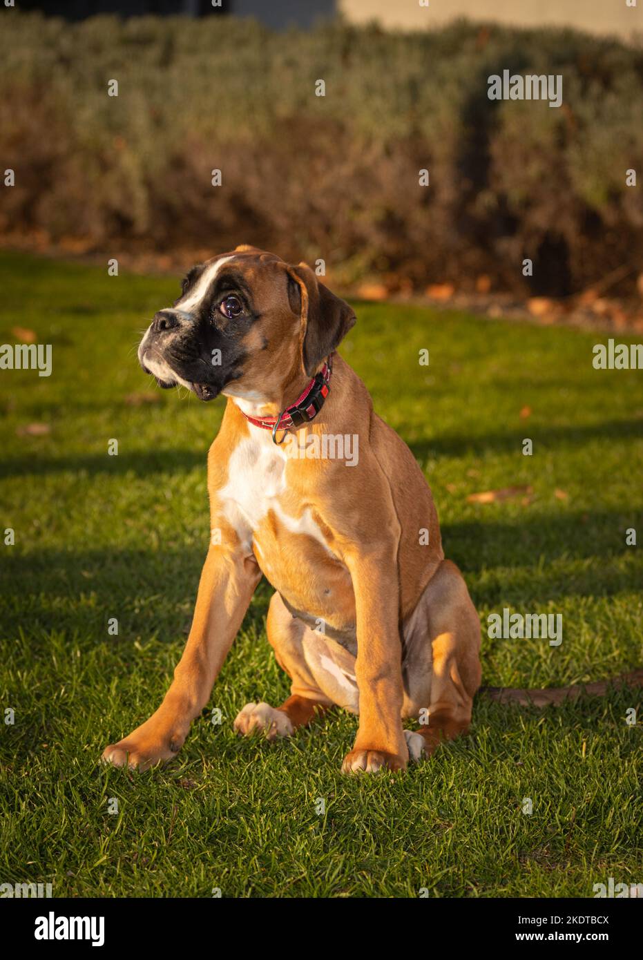 Bel cane Boxer seduto in erba colorata autunno. Foto Stock
