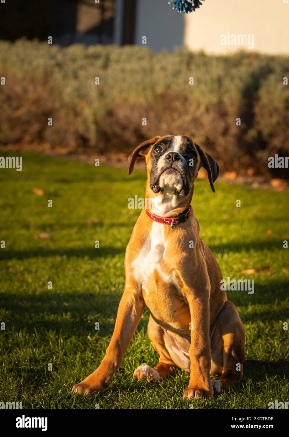 Bel cane Boxer seduto in erba colorata autunno. Foto Stock