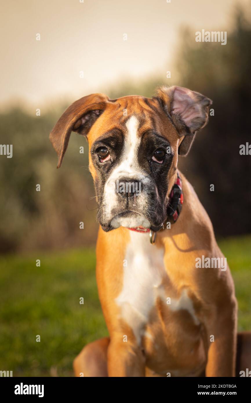 Bel cane Boxer seduto in erba colorata autunno. Foto Stock