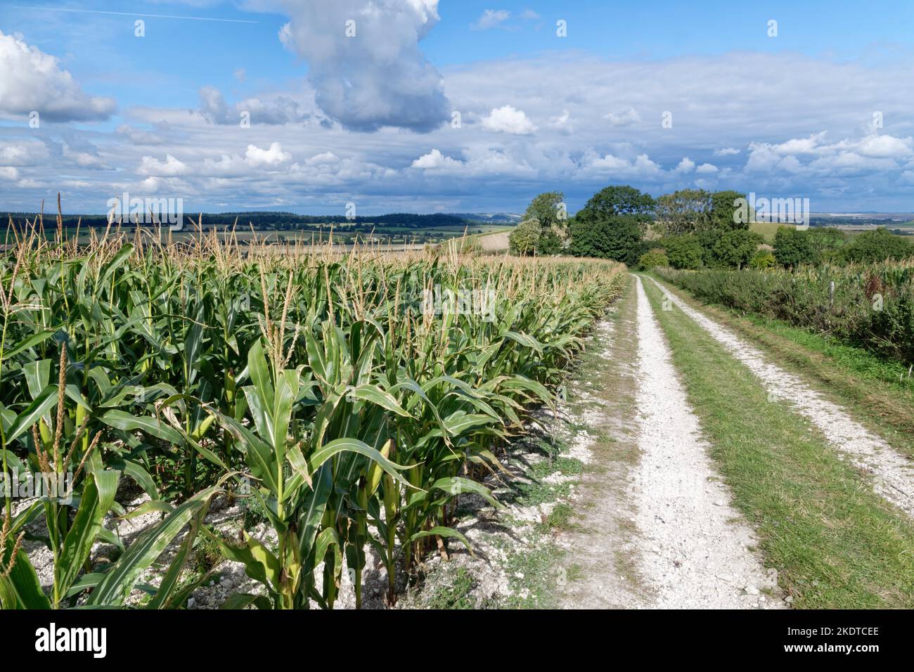 Coltivazione di mais (Zea mais) e percorso agricolo visto da Cold Kitchen Hill, vicino a Monkton Deverill, Wiltshire, Regno Unito, settembre. Foto Stock