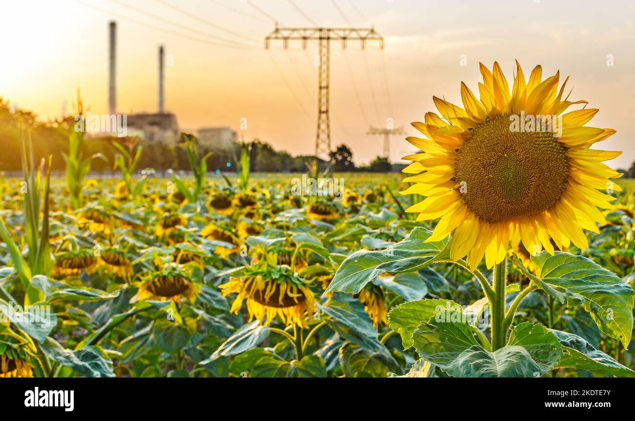 Linea elettrica su un campo di girasoli - simbolo di energia verde Foto Stock