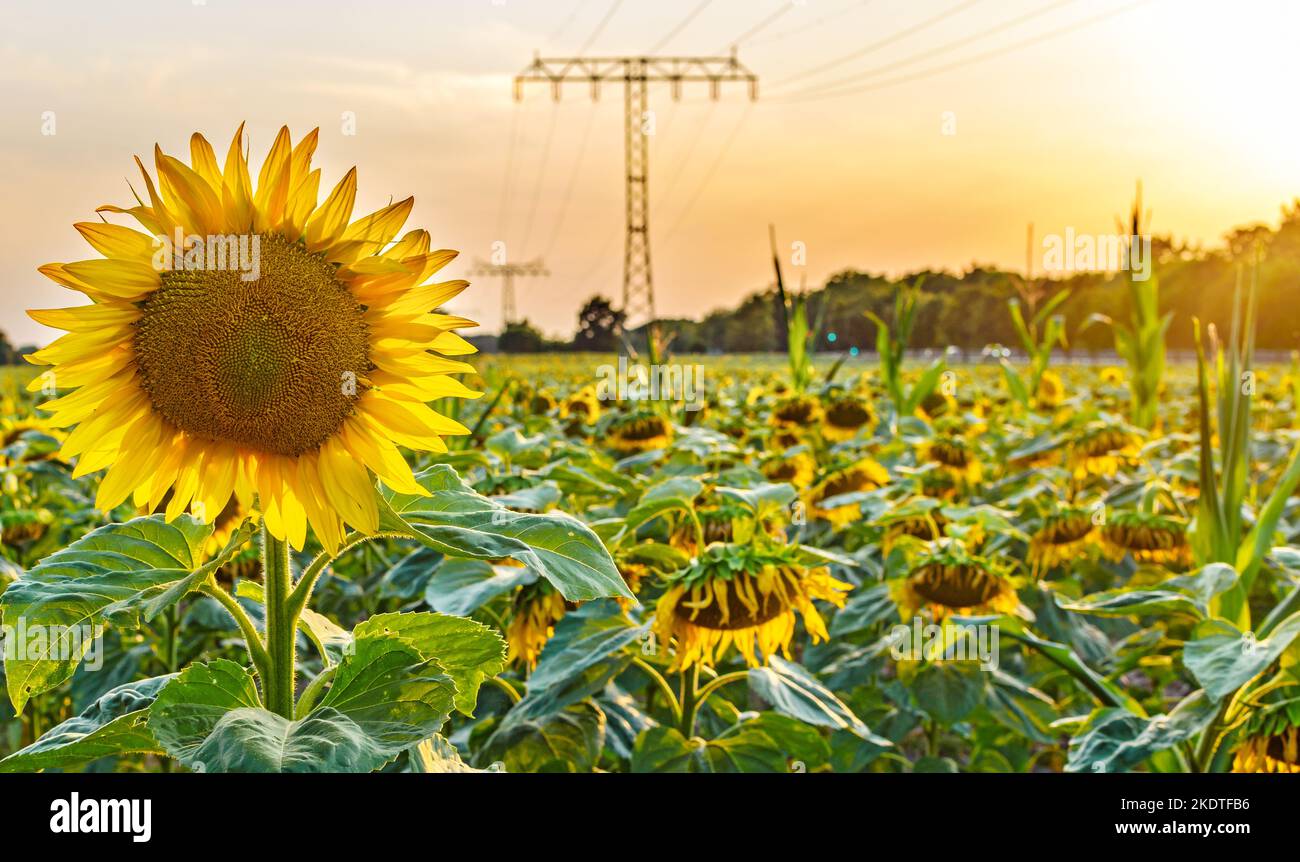 Linea elettrica su un campo di girasoli - simbolo di energia verde Foto Stock