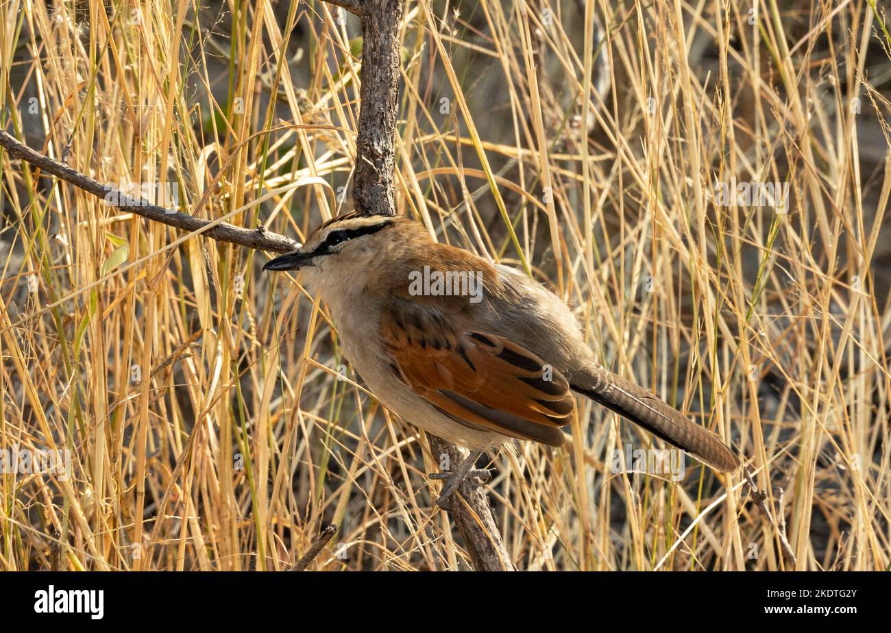 Il Tchagra marrone-coronato di solito rimane basso in copertina spessa. Sono territoriali e utilizzano voli espositore e una serie di chiamate da pubblicizzare Foto Stock