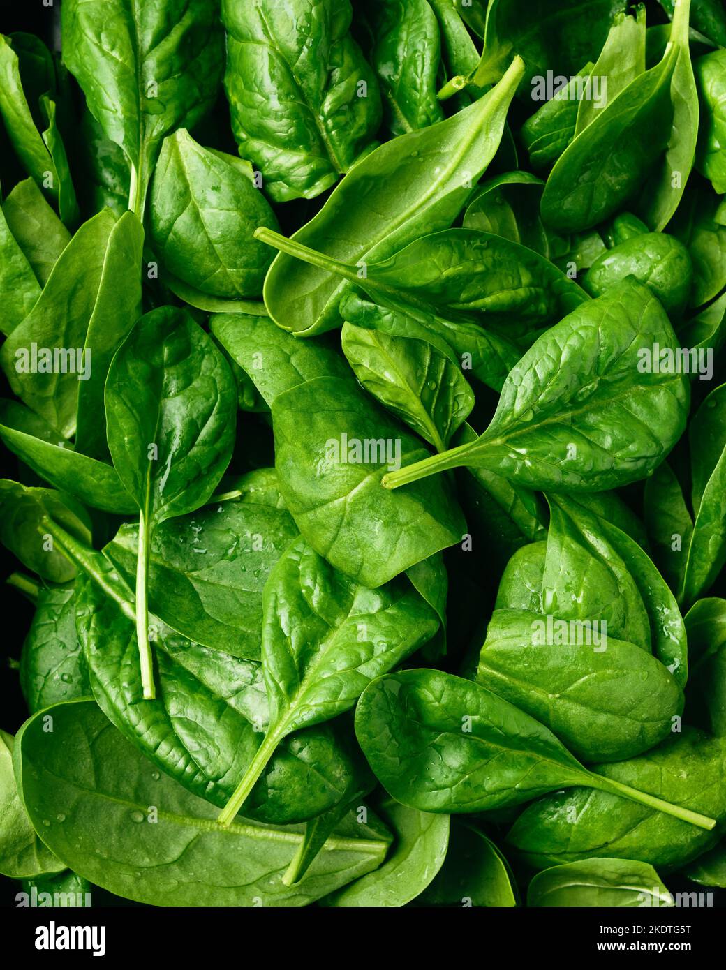 Gli spinaci verdi freschi del bambino si avvicinano alle foglie. Foto Stock
