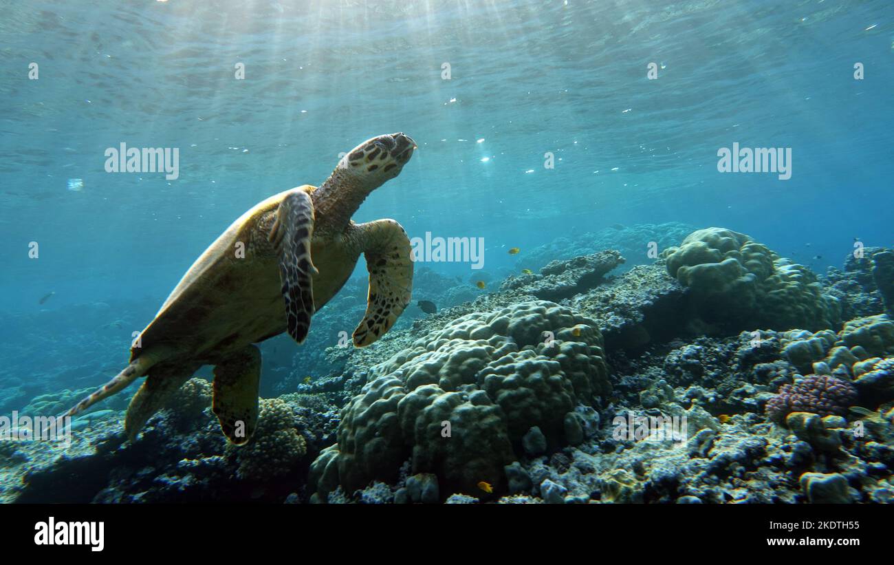 Tartaruga di mare di Hawksbill (specie CR) tartaruga di Hawksbill - Eretmochelys imbricata. Foto Stock