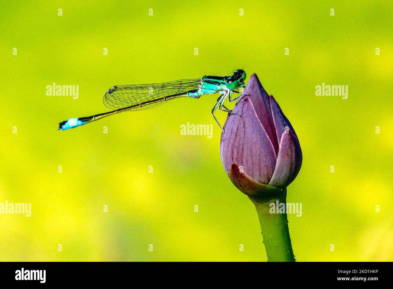 Foto schermo di blocco: xiao-He solo spese furore, aveva una libellula fatto sopra Foto Stock