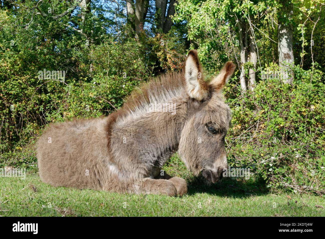 Asino della New Forest (Equus africanus asinus) fallo che riposa su praterie di bordo del bosco, Bramshaw, New Forest, Hampshire, Regno Unito, Ottobre. Foto Stock
