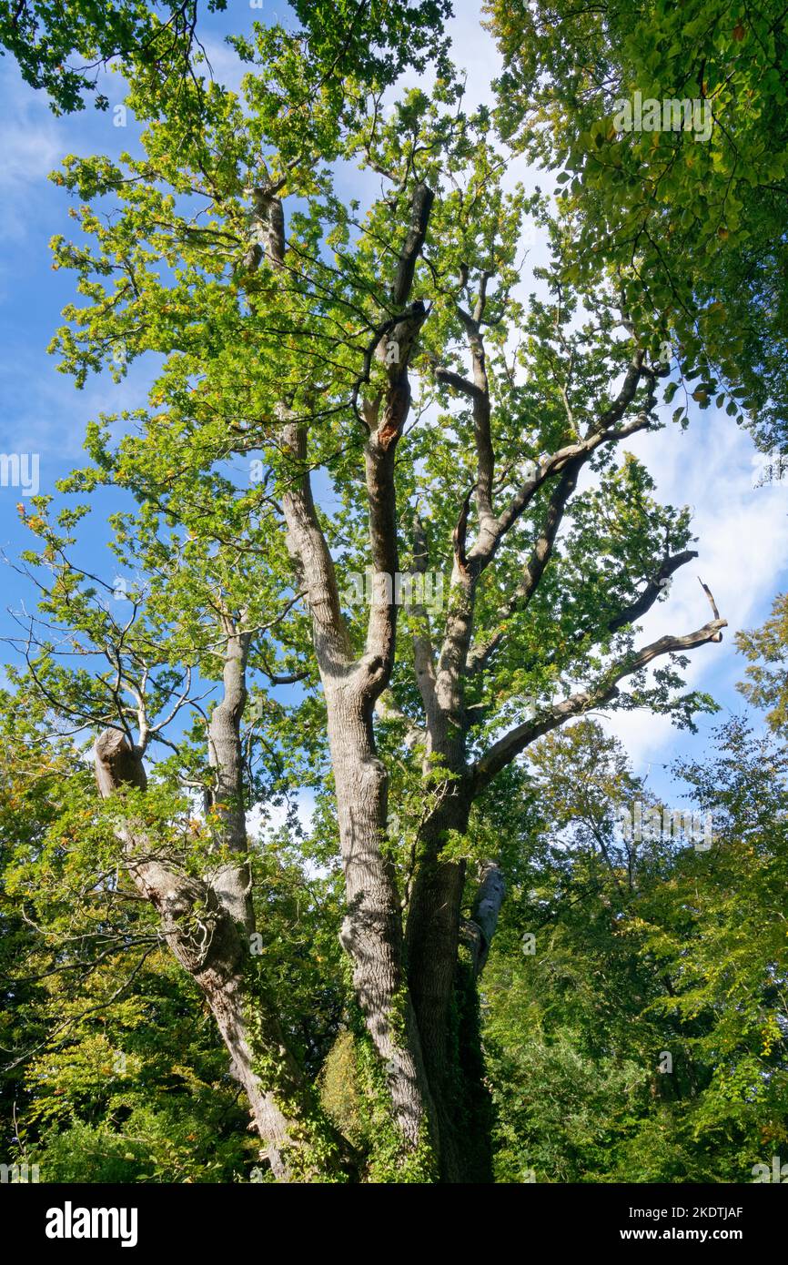 La quercia di Knightwood, un antico albero di quercia inglese pollardato, Quercus robur, di circa 500 anni e una delle più grandi querce nella Nuova Foresta, vicino a Ly Foto Stock