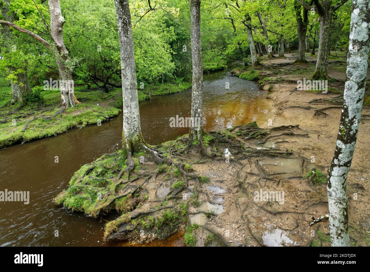 Fletchers ruscello idrico che scorre attraverso Fletchers Thorns Inclosure, Rhinefield, New Forest National Park, Hampshire, Regno Unito, maggio. Foto Stock