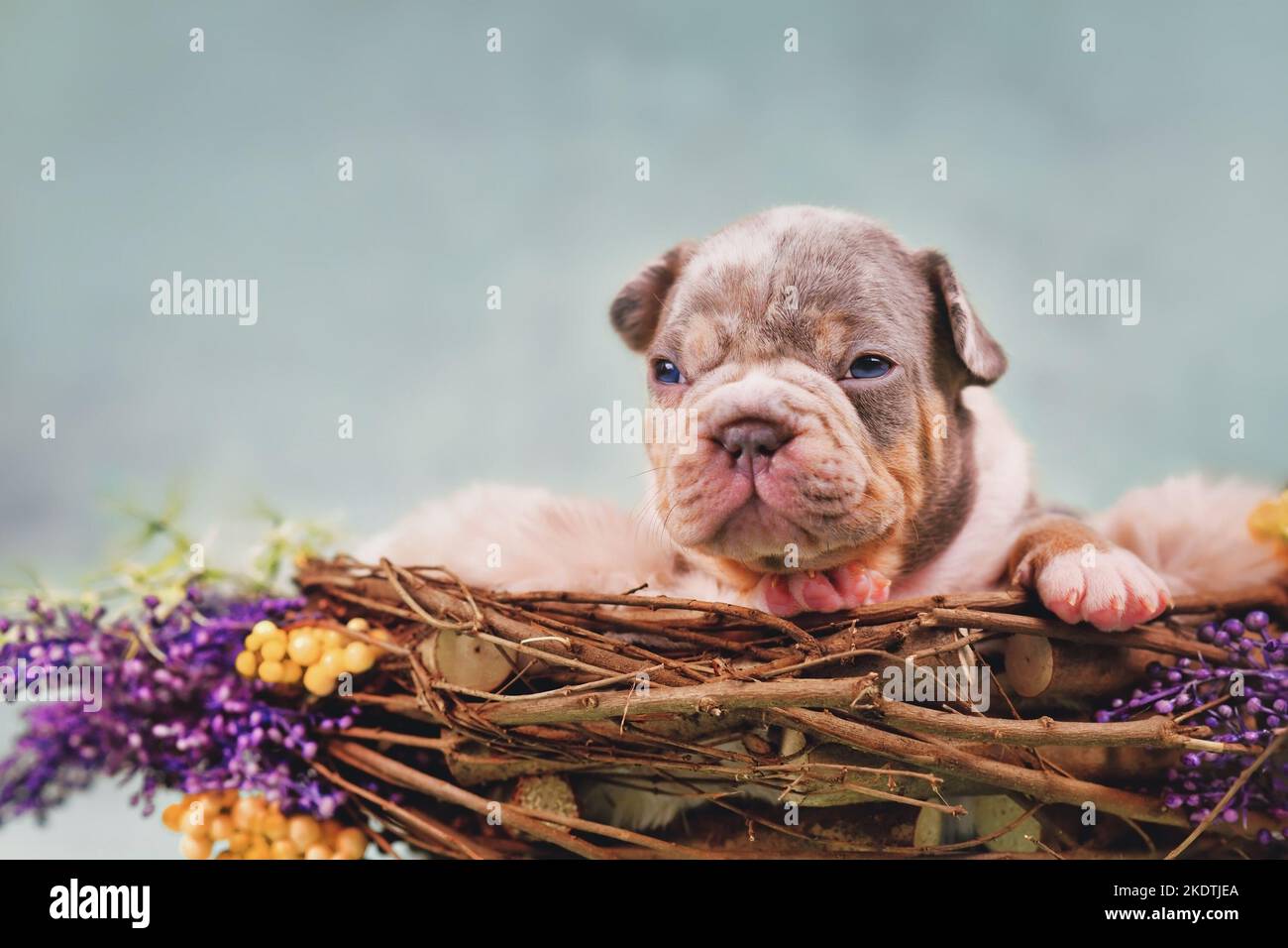 Merle tan Puppy cane Bulldog francese in nido d'animale decorato con fiori Foto Stock