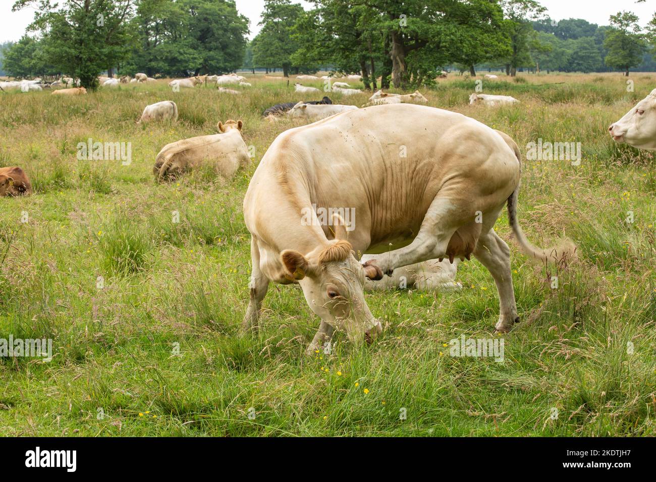 Primo piano di una vacca Blonde d'Aquitaine graffiare la guancia con la zampa posteriore con un gregge di mucche riposanti e ruminanti tra erba lunga e Alde crescente Foto Stock