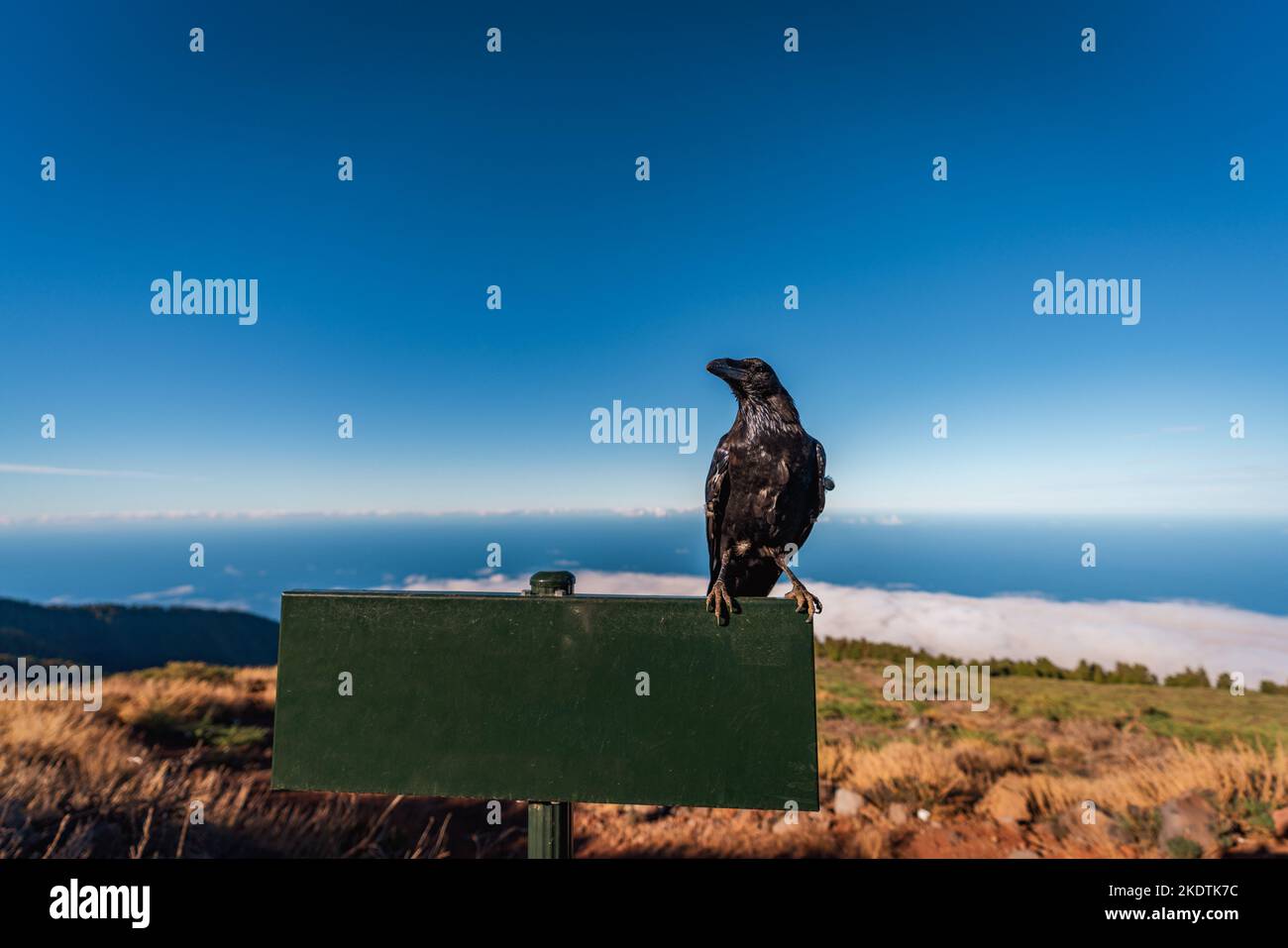 Fiero closeup corvo sopra il segno vuoto per il testo Foto Stock