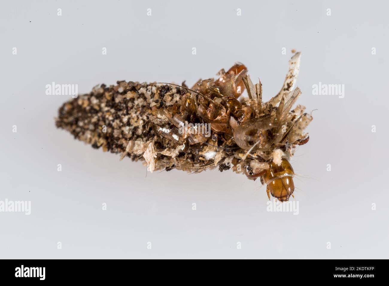 Dahlica triquetrella (Hübner, 1813) larve di falena nella loro custodia protettiva che è ricoperta di granelli di sabbia e di esoscheletri di insetto - su un bgd neutro Foto Stock
