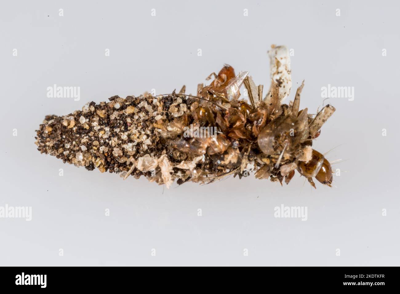Dahlica triquetrella (Hübner, 1813) larve di falena nella loro custodia protettiva che è ricoperta di granelli di sabbia e di esoscheletri di insetto - su un bgd neutro Foto Stock