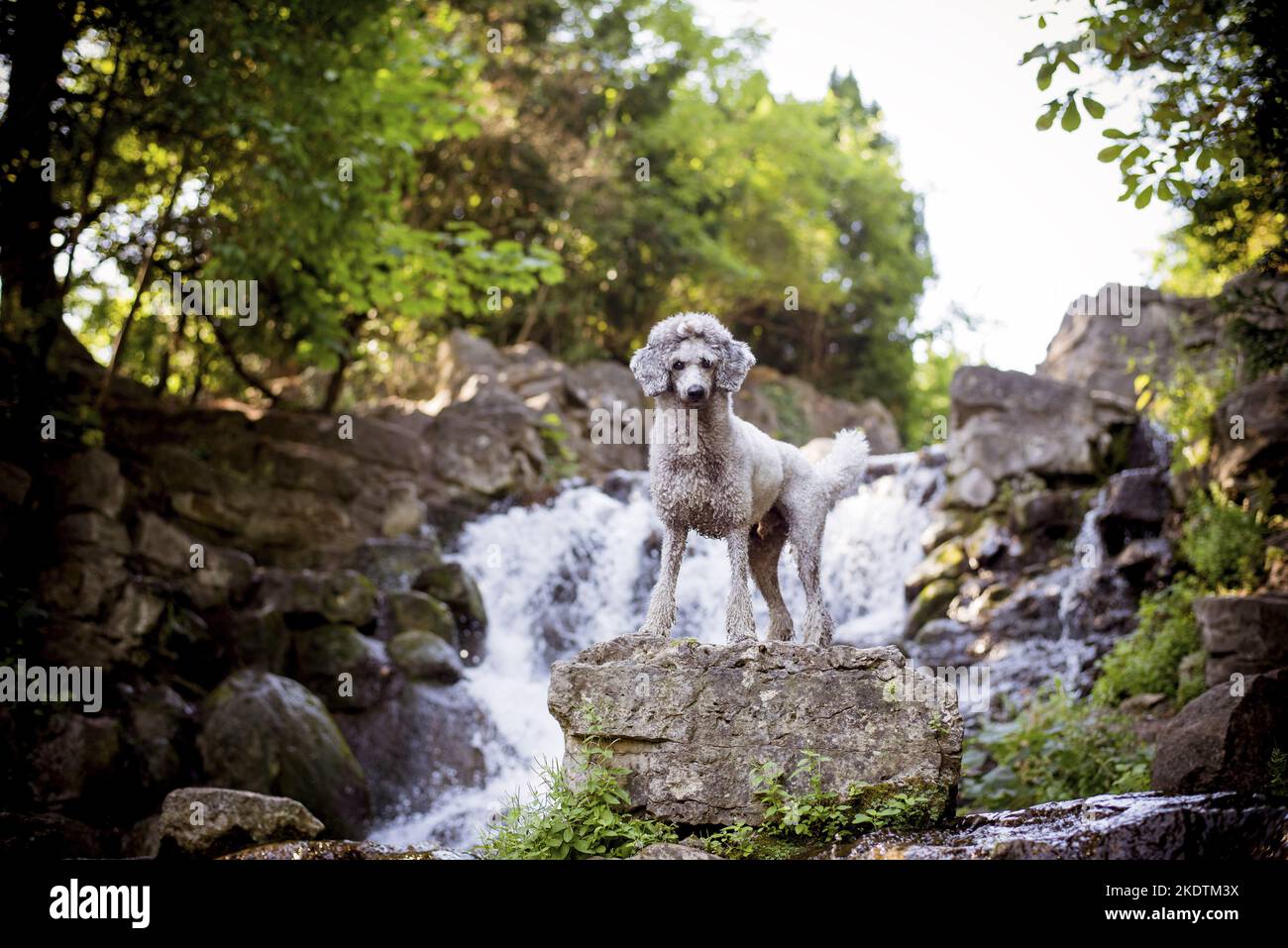 Poodle standard in piedi Foto Stock