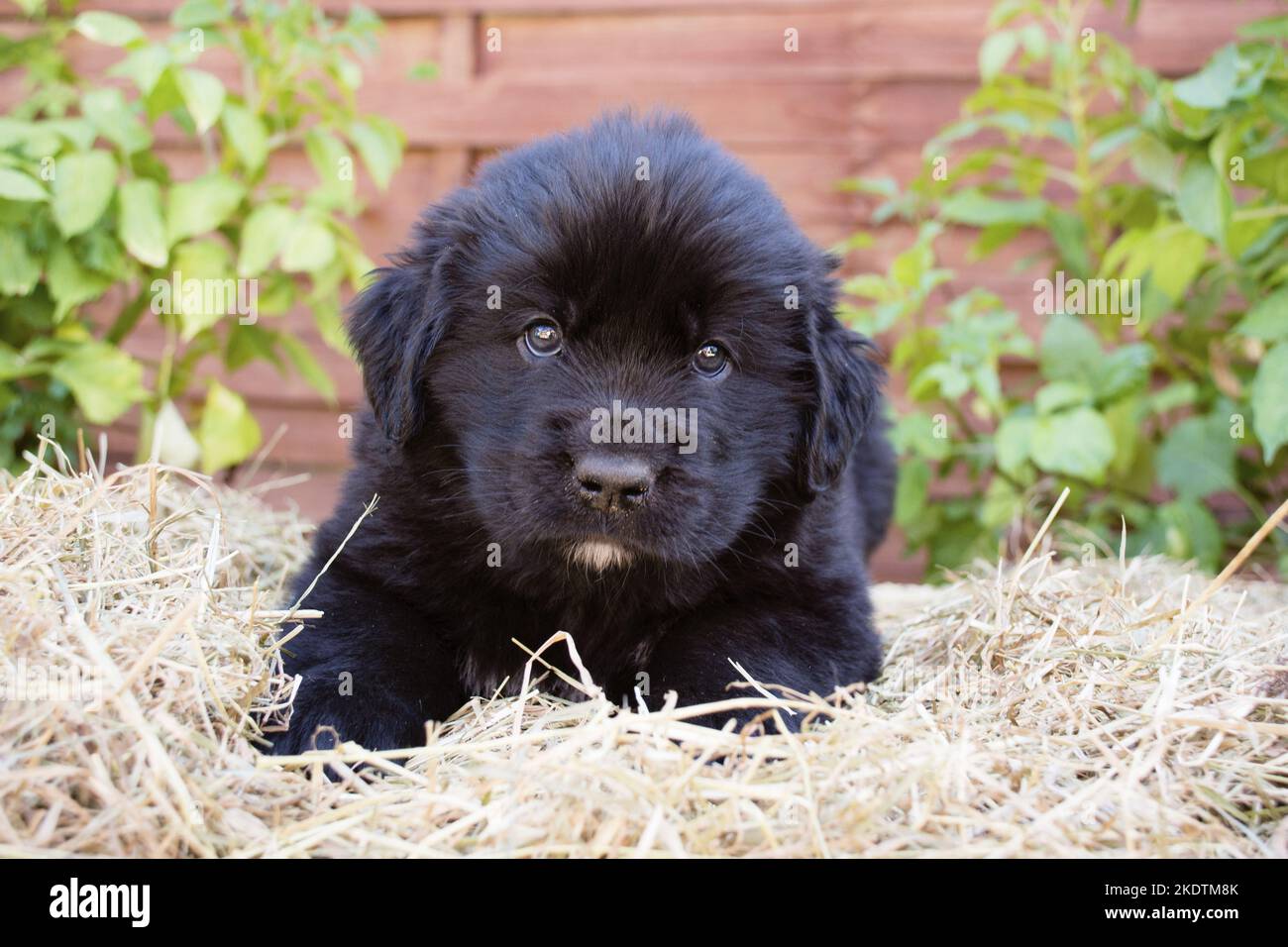 Puppy di Terranova Foto Stock