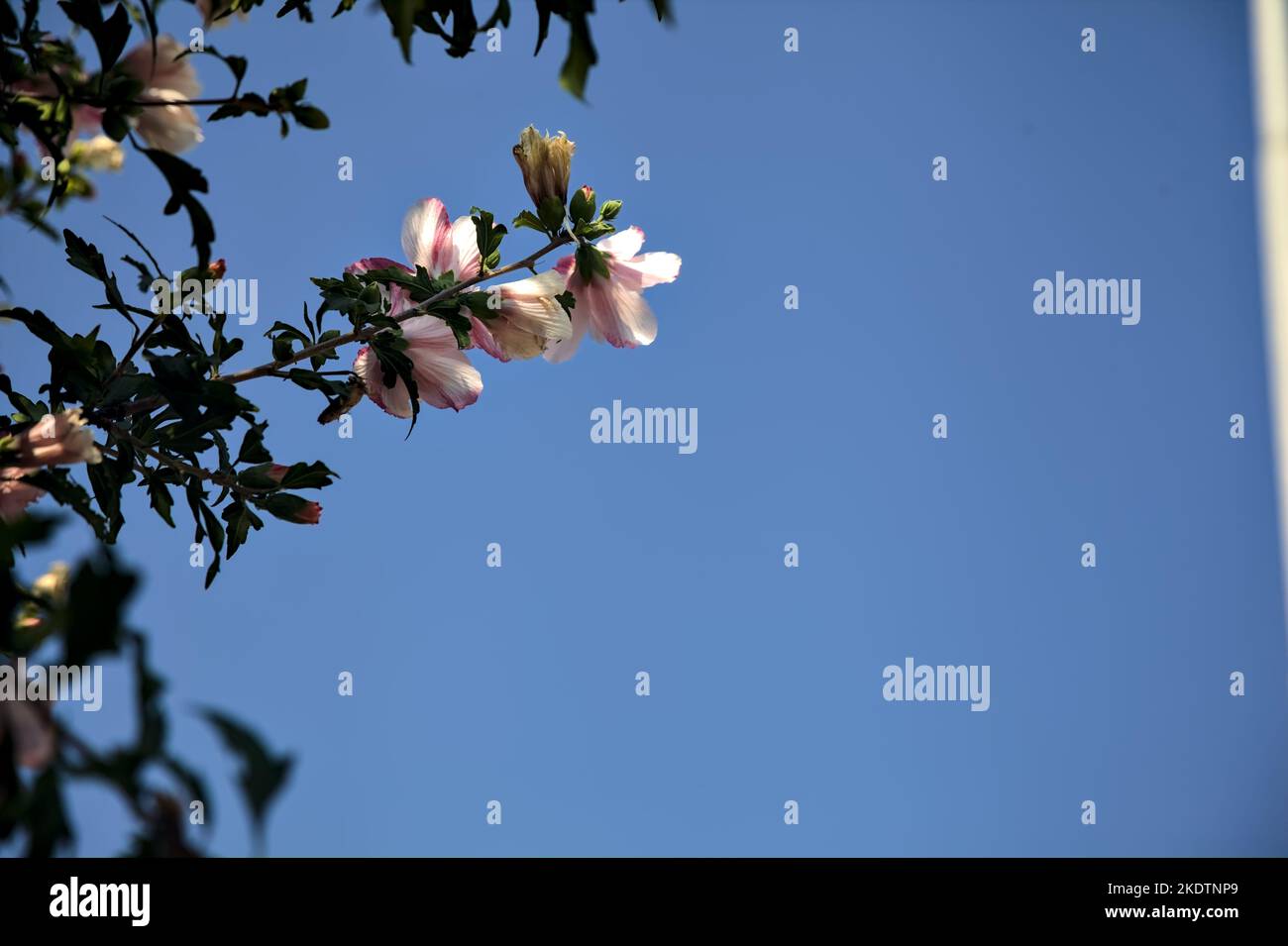 Pianta di ibisco in fiore con un cielo limpido come sfondo Foto Stock