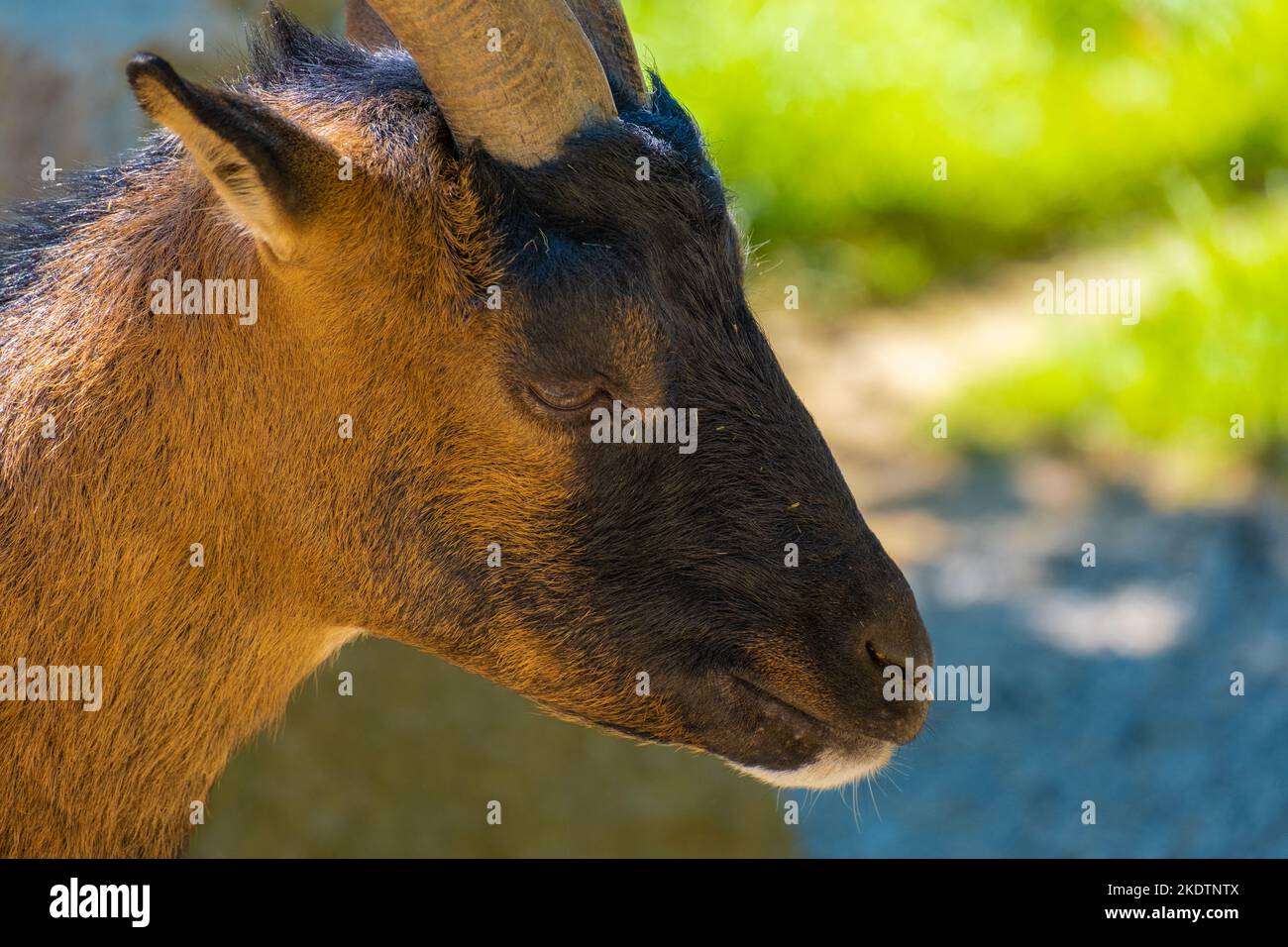 capra su roccia in primo piano ritratto. animali fattoria. Foto Stock