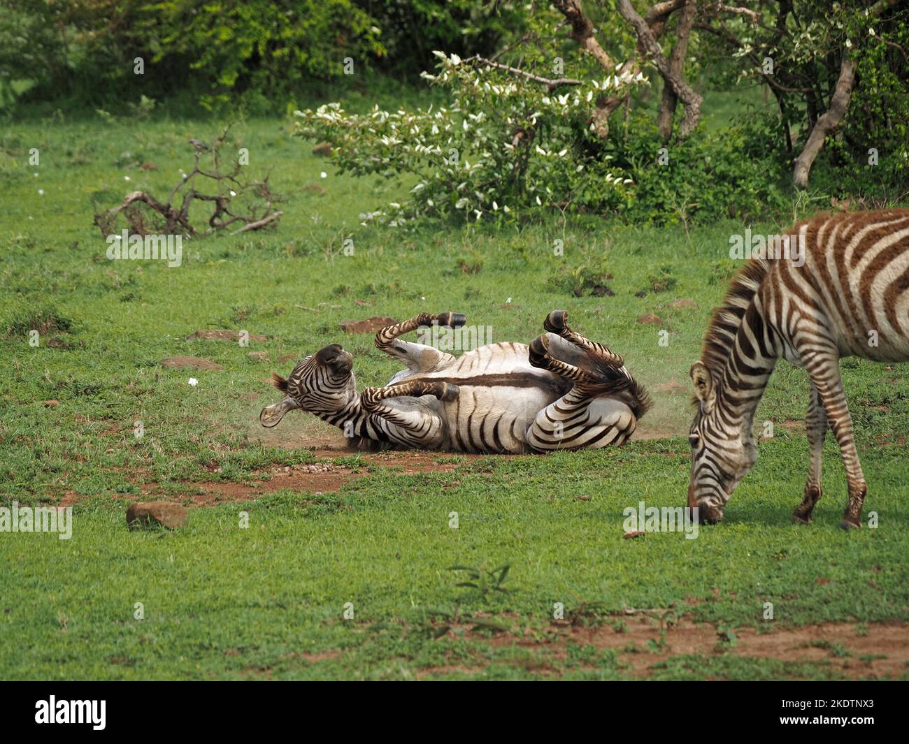 Pianure femminili Zebra o zebra di Grant (Equus quagga boehmi) che bagna la polvere vigorosamente in una padella di polvere sociale nell'ecosistema di Grande Mara - Kenya, Africa Foto Stock