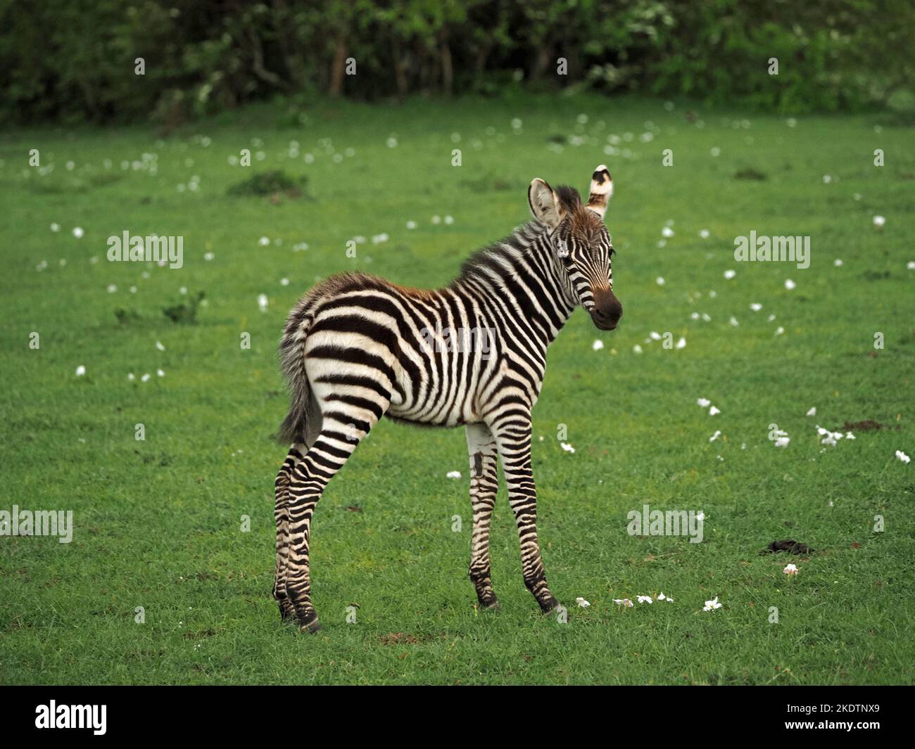 Cute pianure del nemico Zebra / zebra di Grant (Equus quagga boehmi) in piedi in mezzo a fiori fazzoletto di carta sulle pianure verdi dell'ecosistema Mara - Kenya, Africa Foto Stock