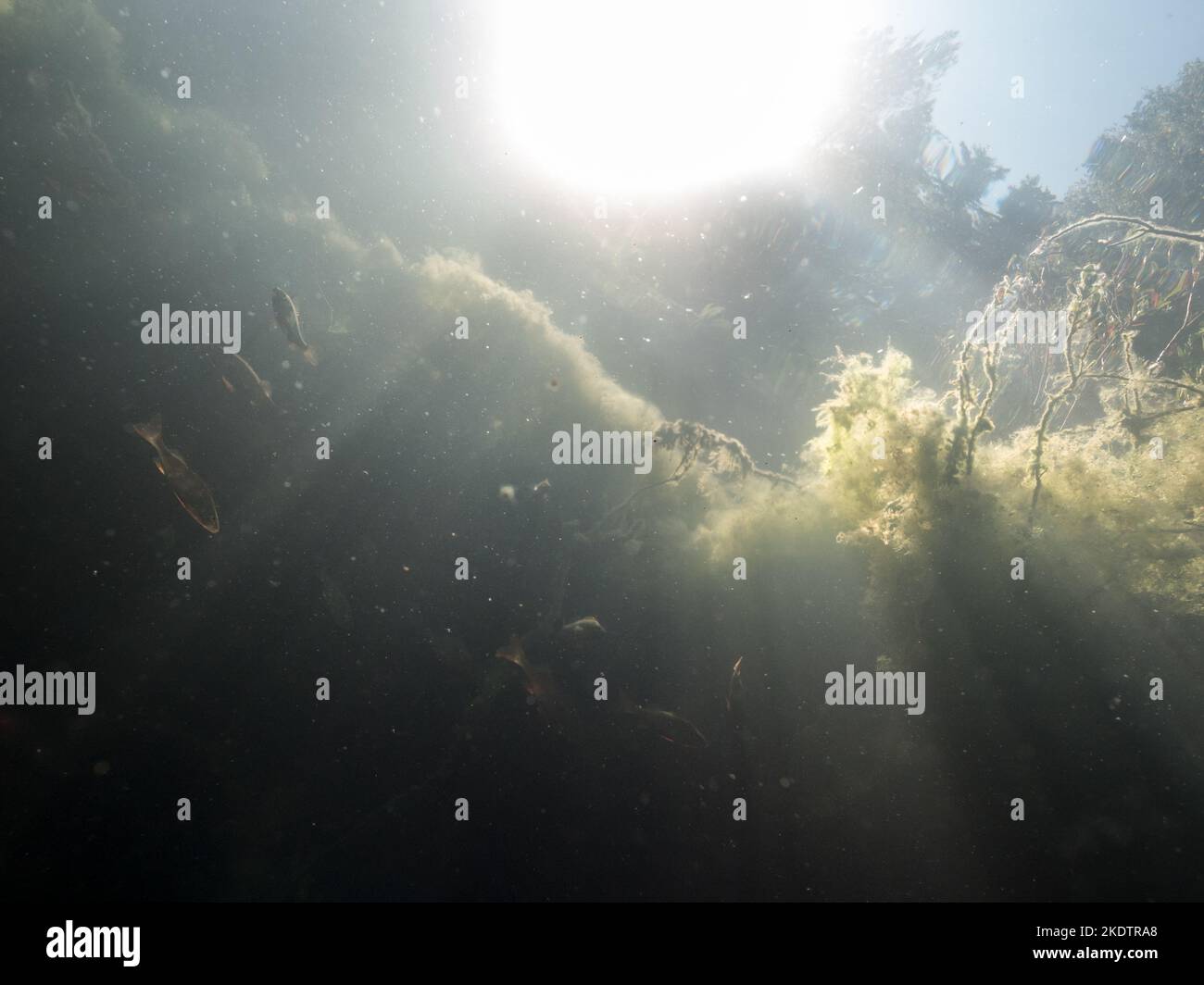 Vista sott'acqua di pesci e torbiere in un lago di torbiere Foto Stock