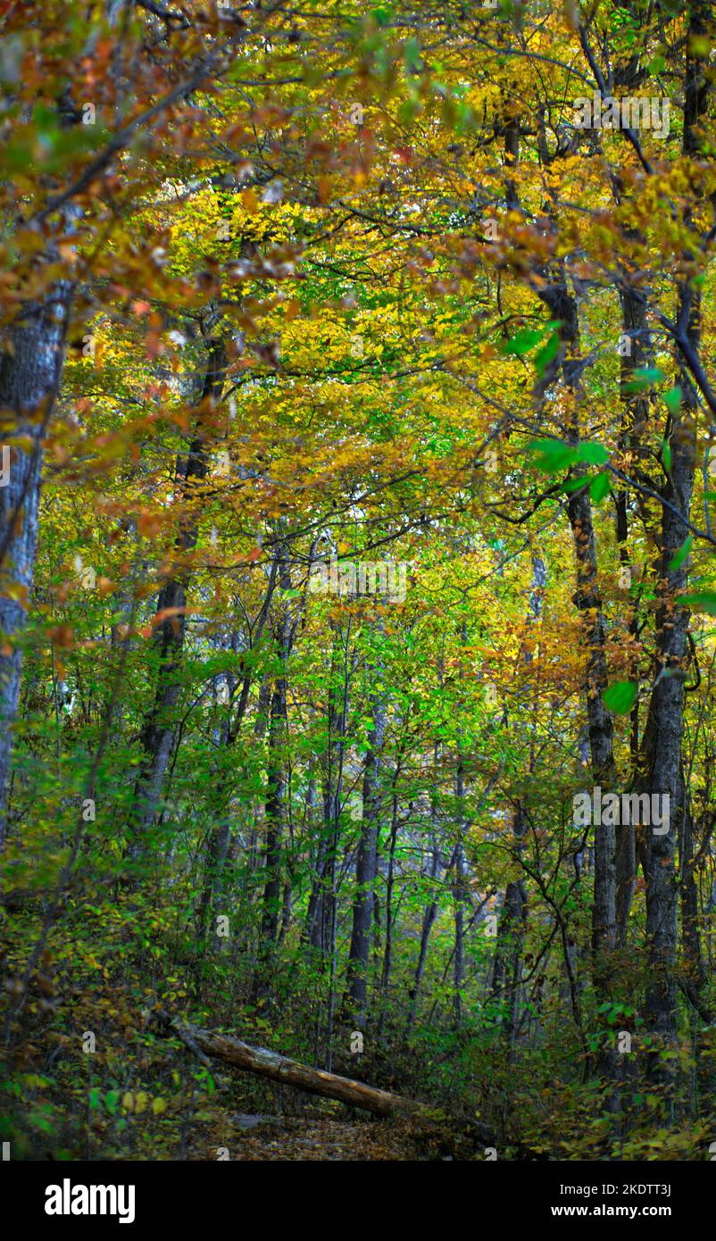 Alberi che cambiano colore durante l'autunno nella foresta lungo il Big Bluff Goat Trail nelle Ozark Mountains. Foto Stock