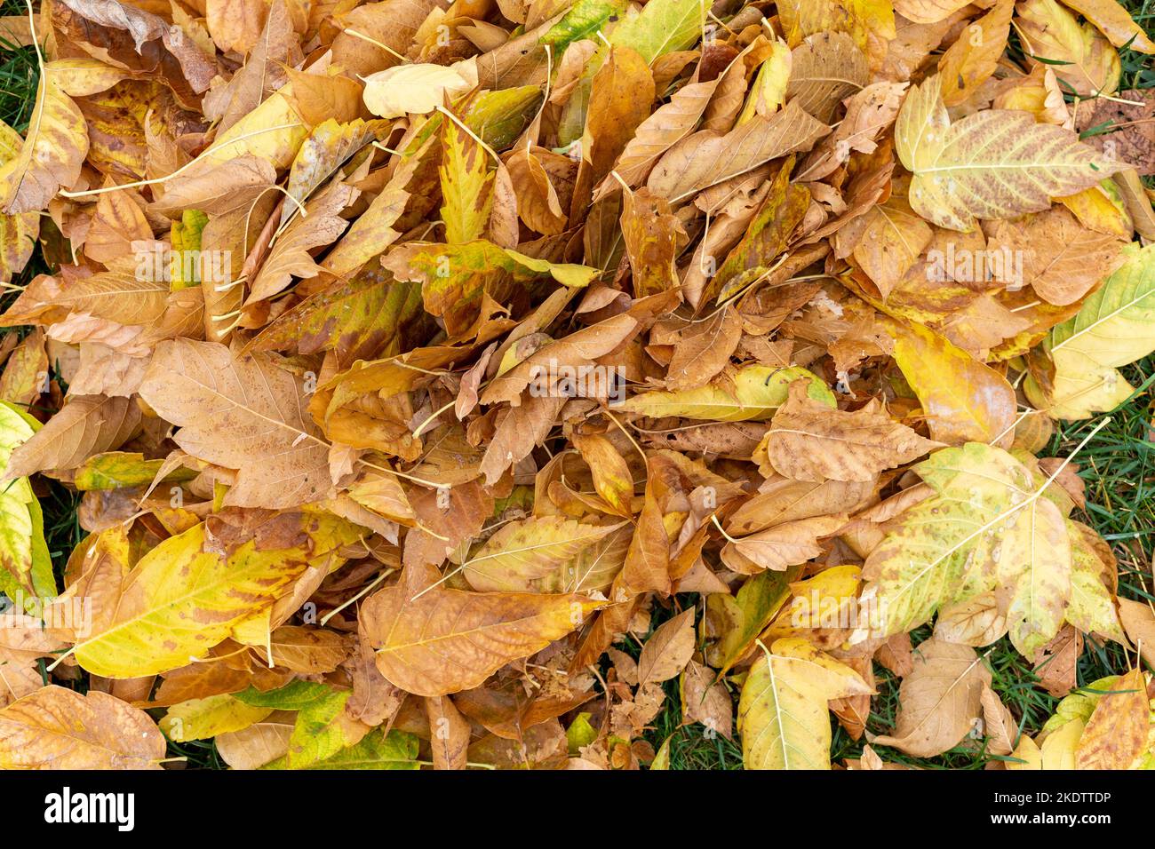 Foglie che cadono da alberi in caduta. Foglie gialle, figliata di foglie Foto Stock