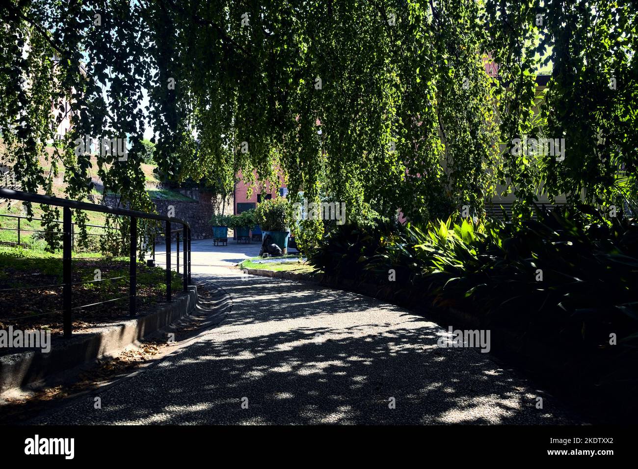 Percorso all'ombra sotto un faggio in un parco Foto Stock