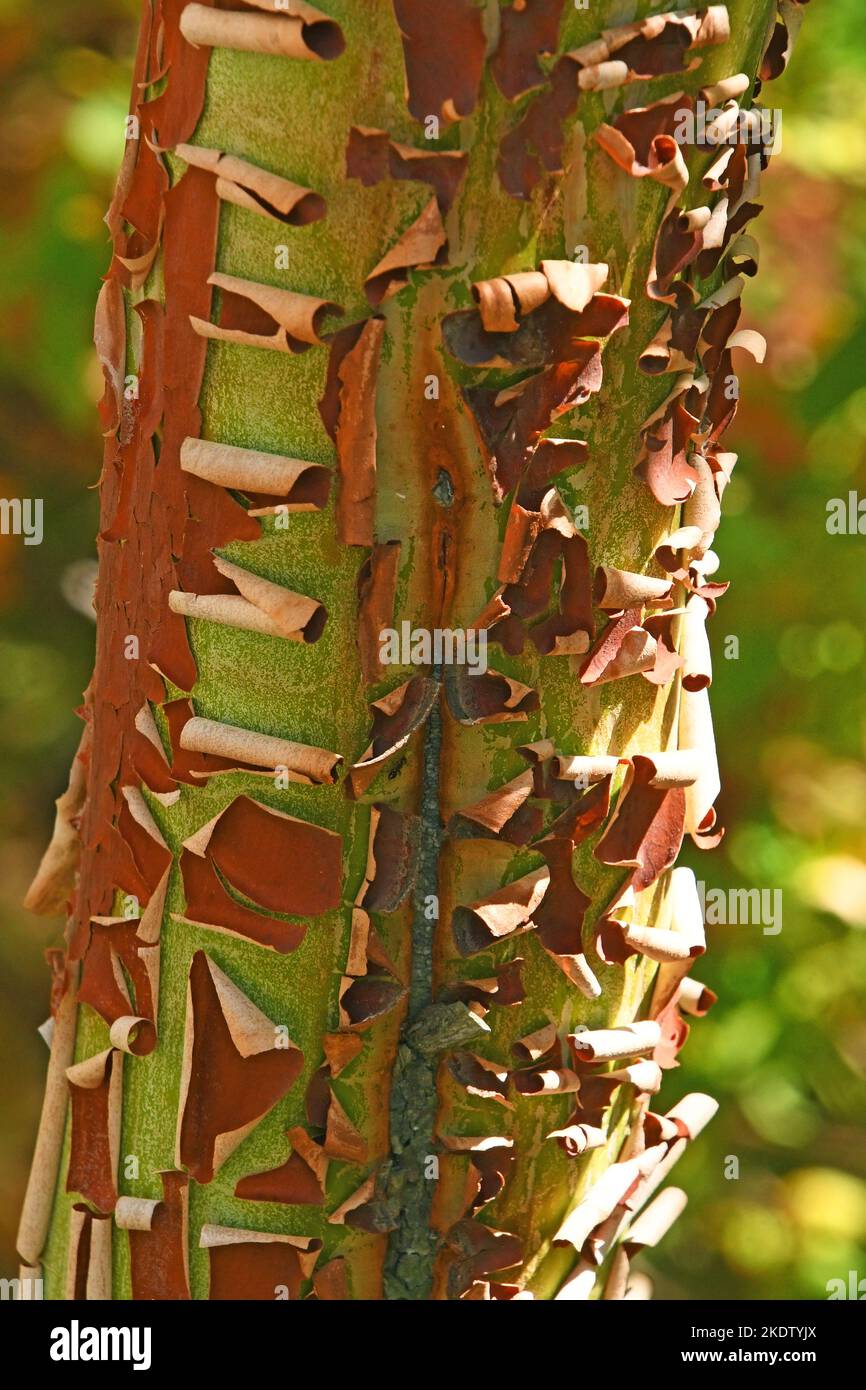 Albero di fragola orientale, Arbutus andrachne, corteccia Foto Stock