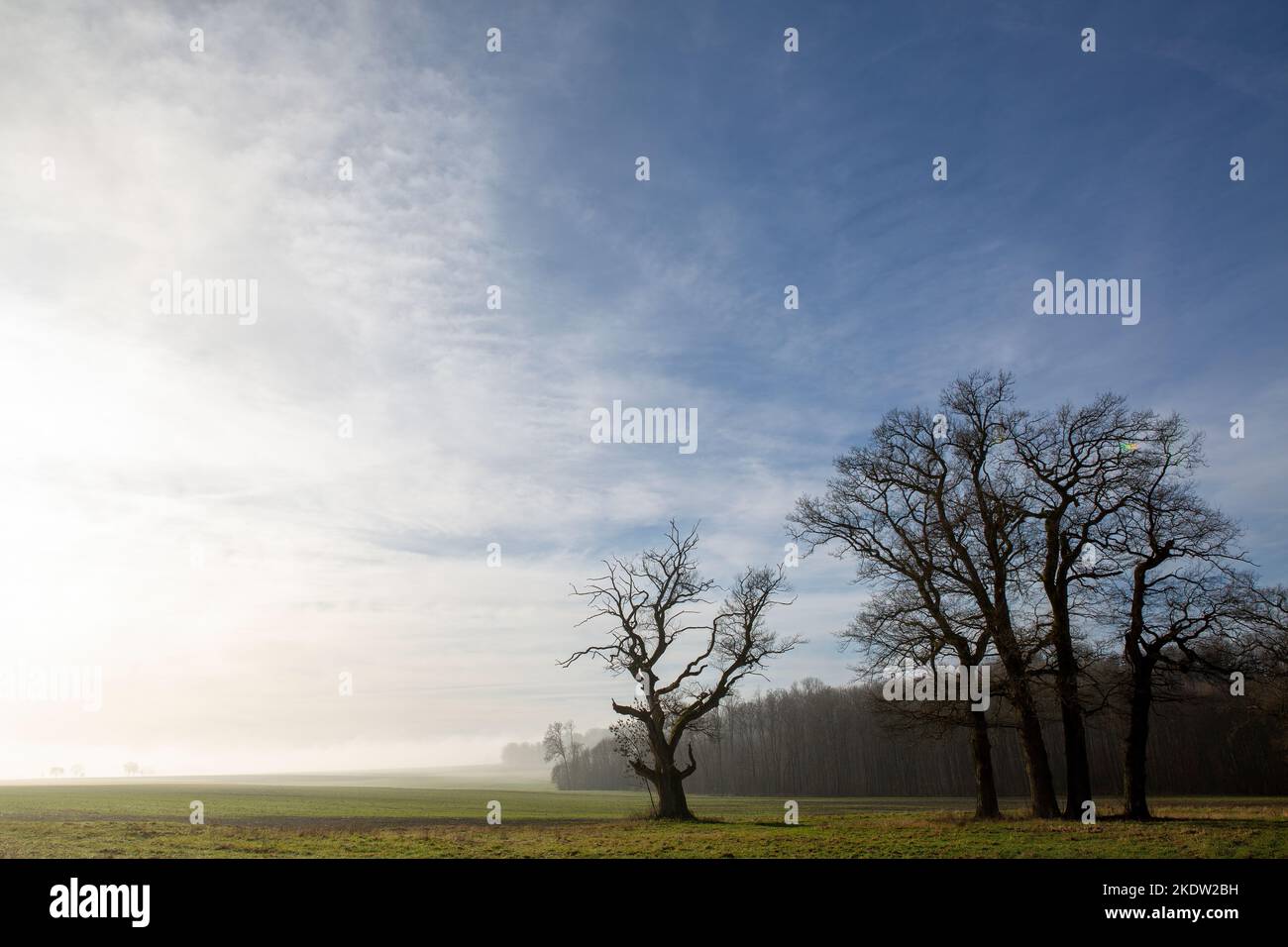 Vecchi alberi di quercia in un bellissimo paesaggio invernale nebbioso Foto Stock