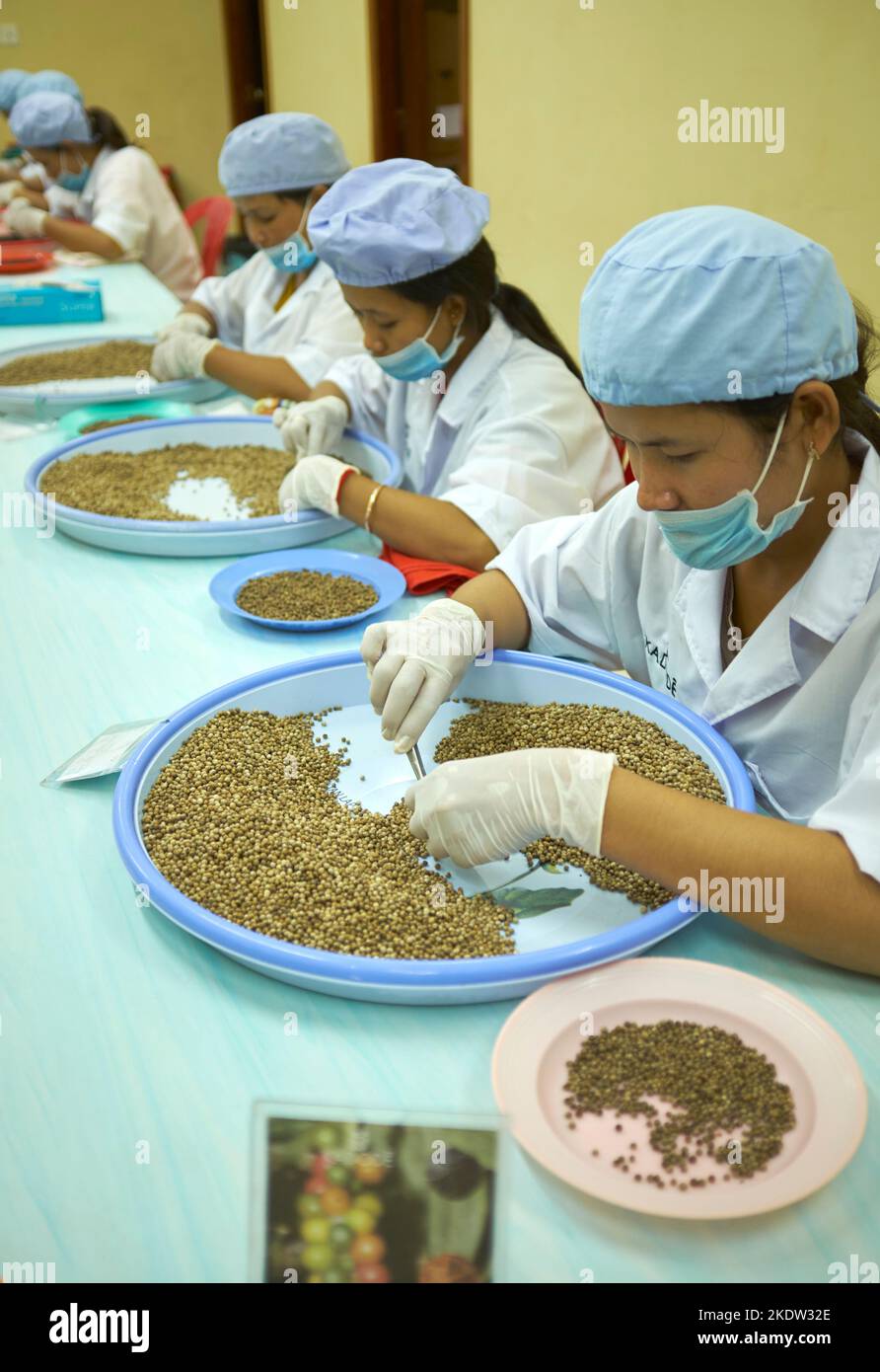 Controllo di qualità linea di produzione Pepper Farm Kampot Cambogia Foto Stock