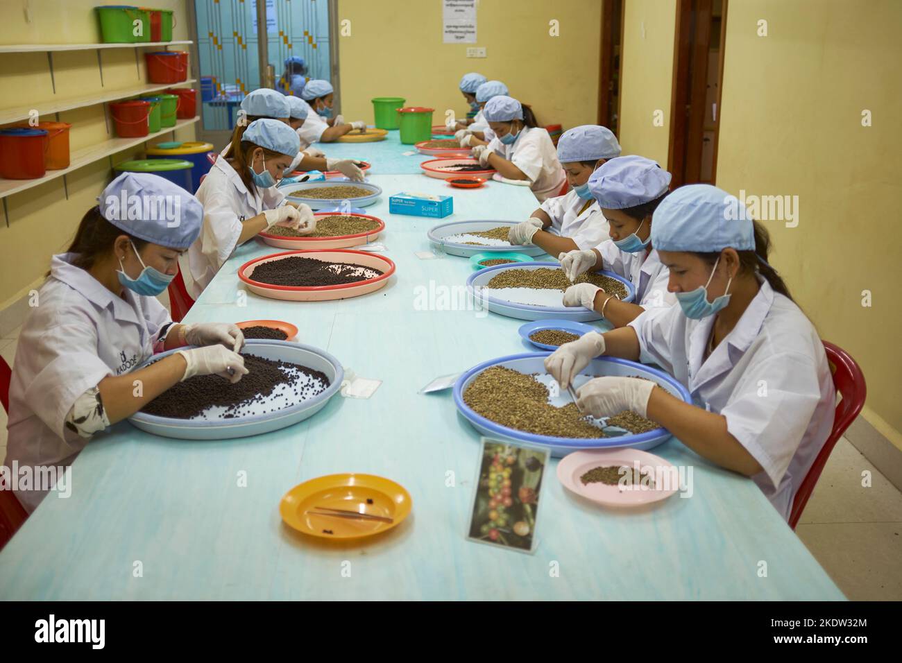 Controllo di qualità linea di produzione Pepper Farm Kampot Cambogia Foto Stock