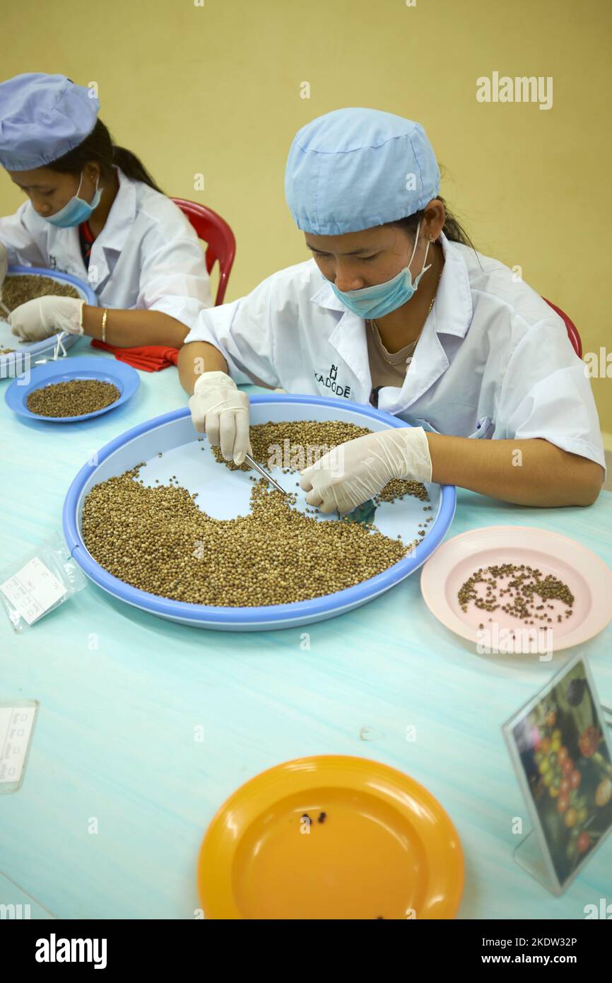 Controllo di qualità linea di produzione Pepper Farm Kampot Cambogia Foto Stock