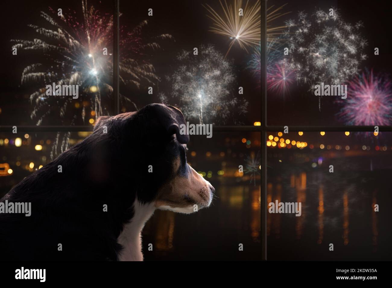 Cane guardare fuori dalla finestra e guardare i fuochi d'artificio Foto Stock