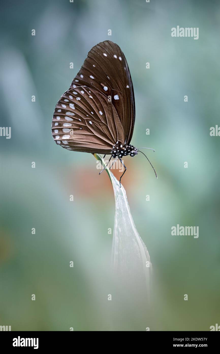 corvo re blu Foto Stock