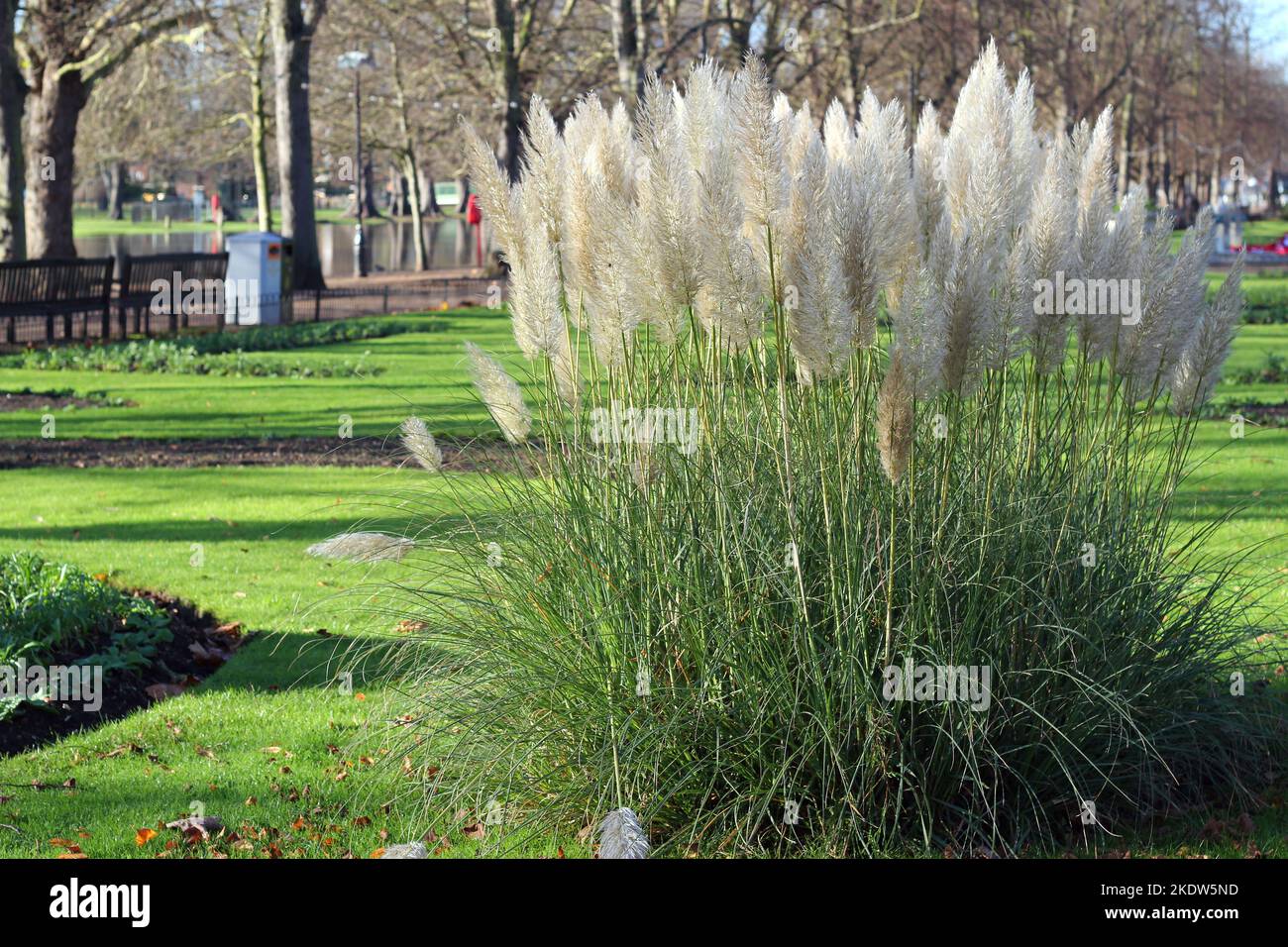 Erba di Pampas. Cortaderia Selloana cresce in un giardino lungo il fiume a Bedford, Regno Unito. Foto Stock