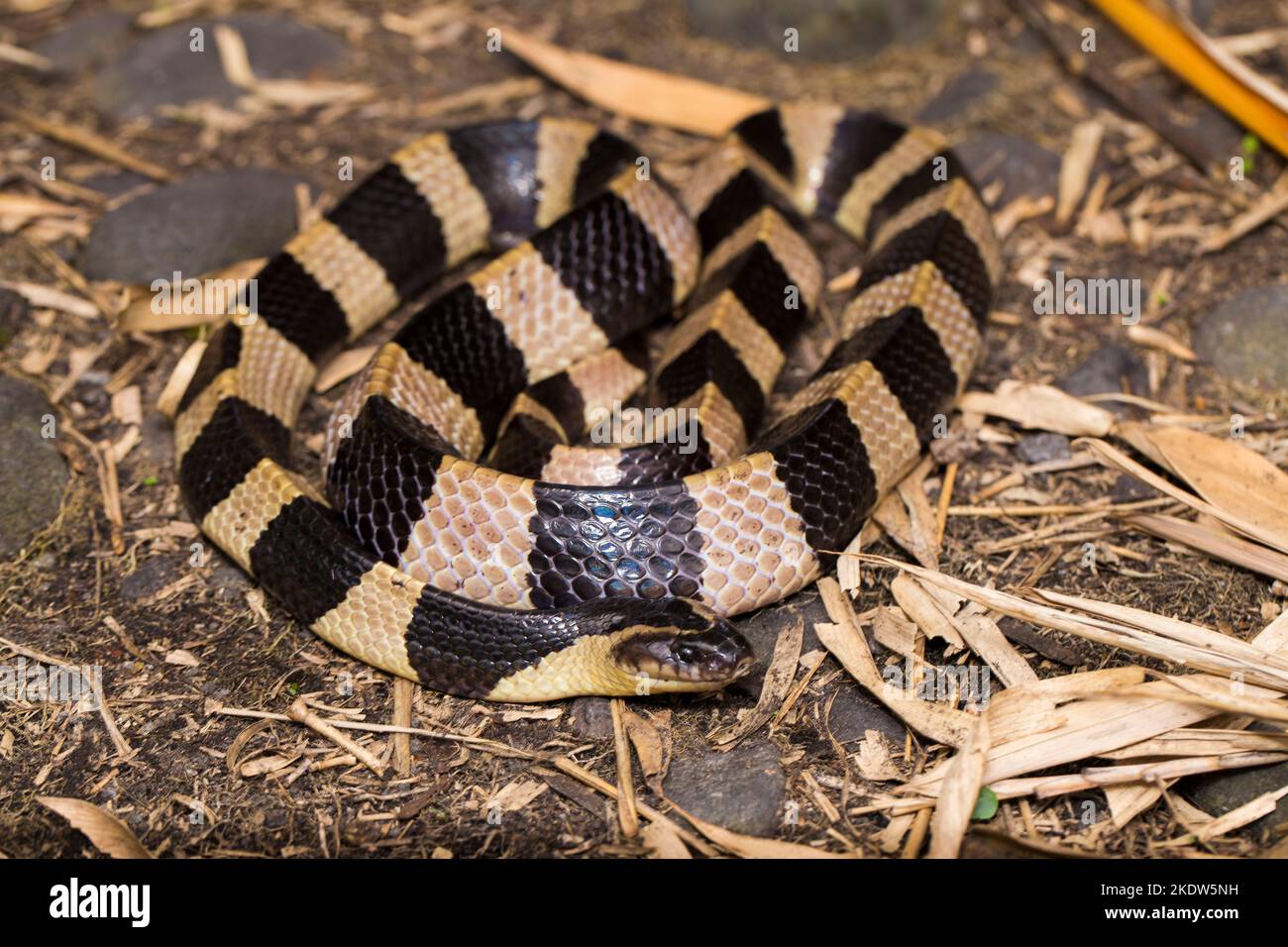 Serpente di krait bandito, Bungarus fasciatus, serpente altamente velenoso nel selvaggio Foto Stock