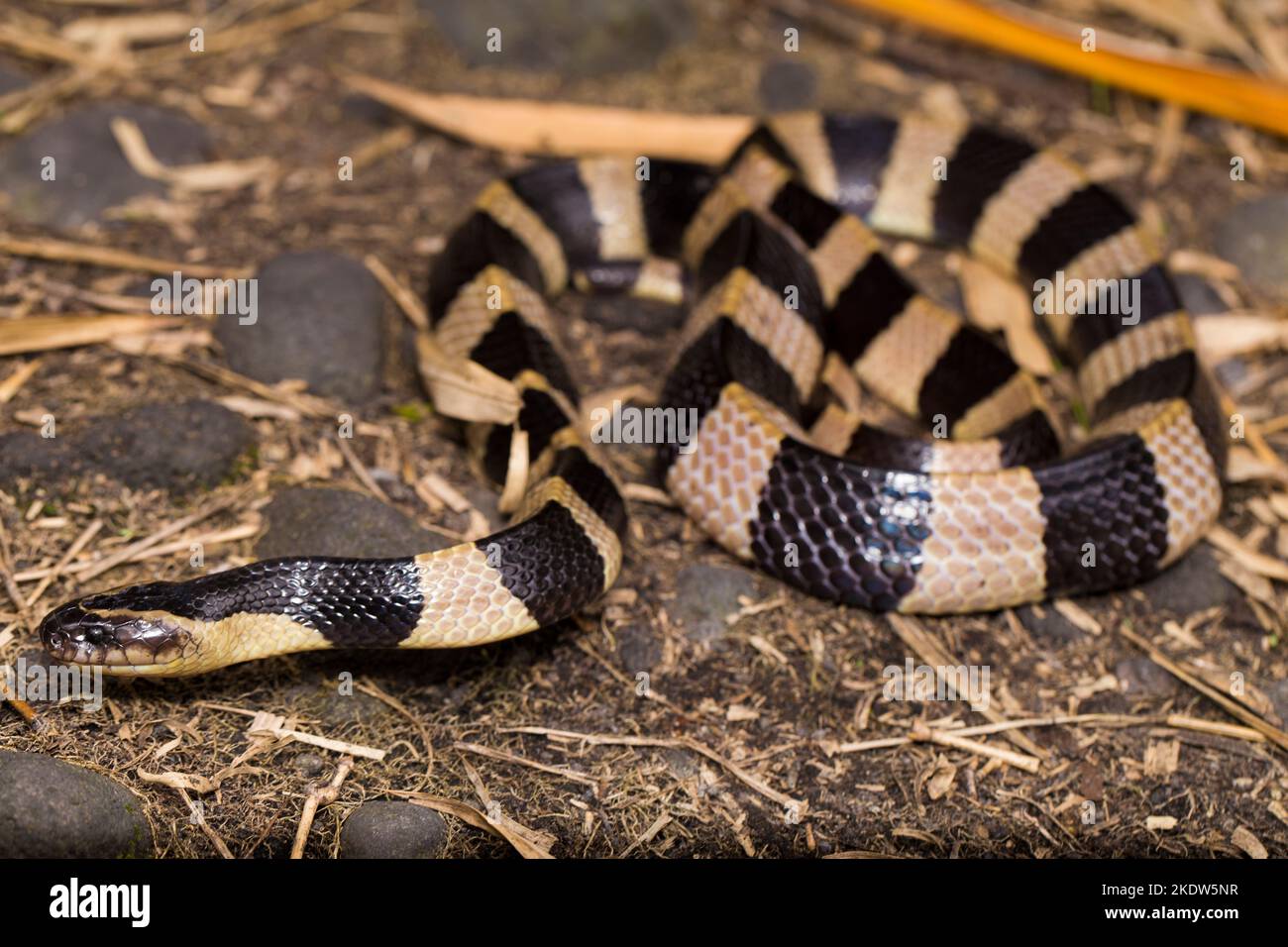Serpente di krait bandito, Bungarus fasciatus, serpente altamente velenoso nel selvaggio Foto Stock